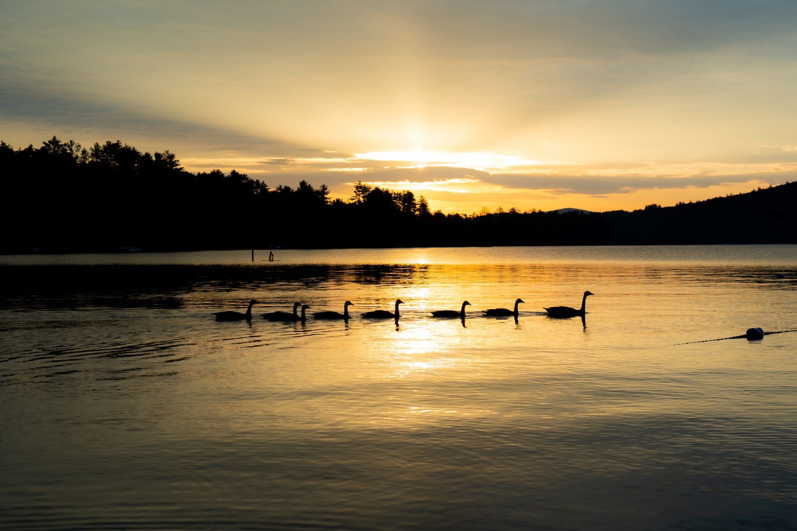 geese on the the lake at sunset